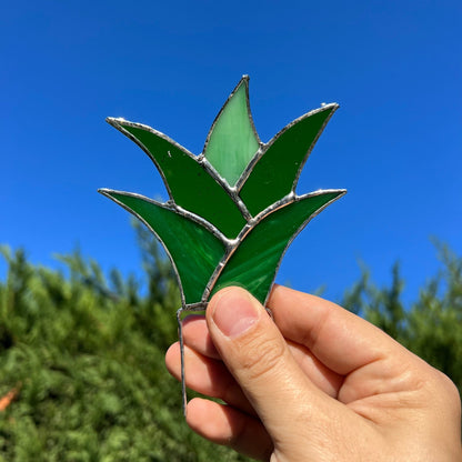 Stained Glass Succulents - Stained Glass Agave Aloe Plant