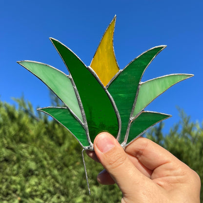 Stained Glass Succulents - Stained Glass Agave Aloe Plant