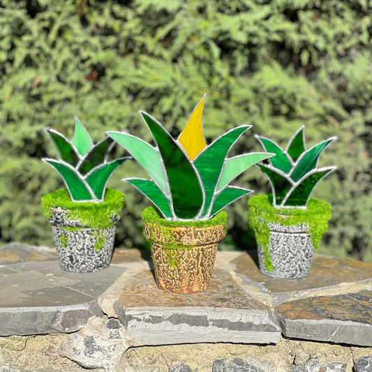 Buntglas-Sukkulenten – Agaven-Aloe-Pflanze aus Buntglas