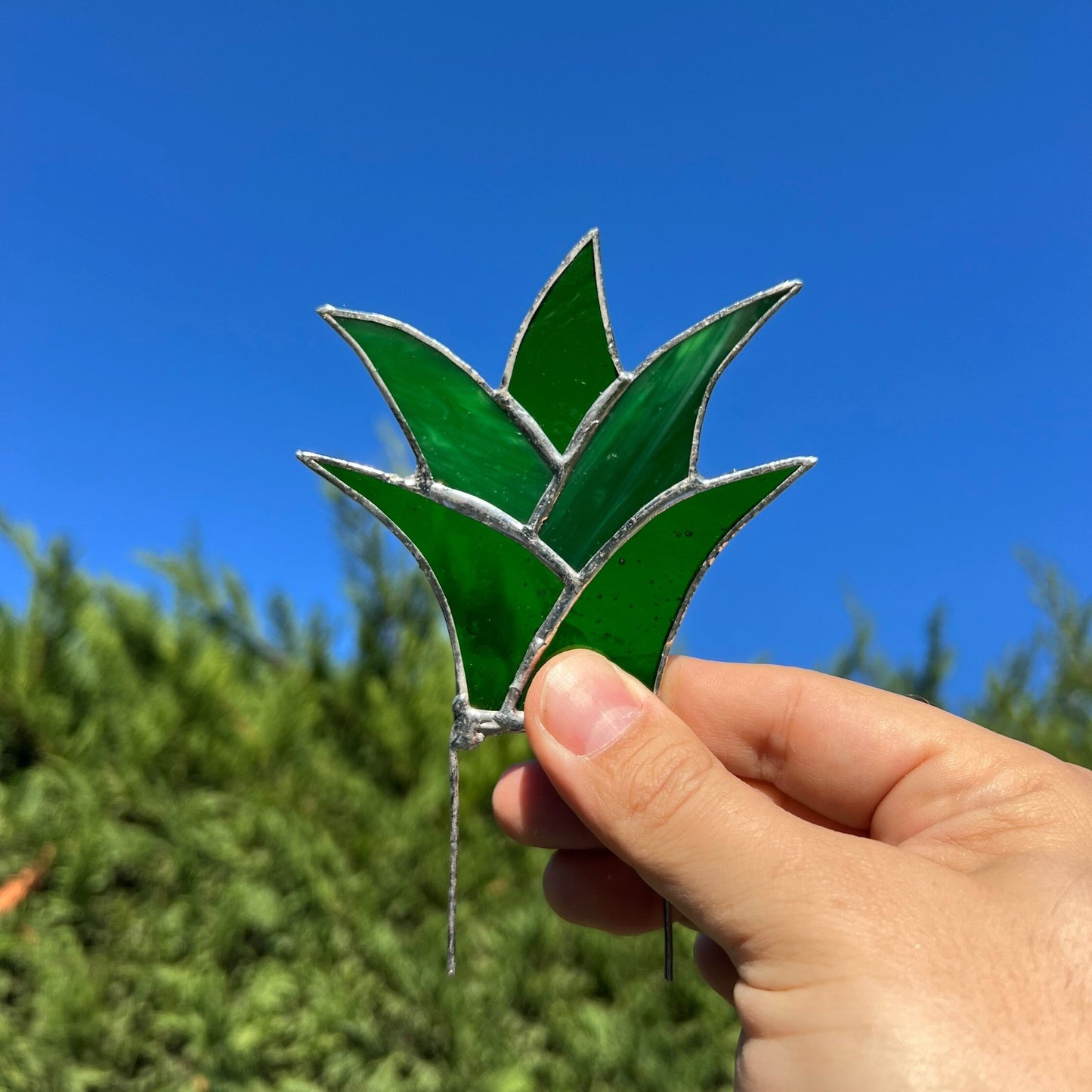 Suculentas de vidrieras - Planta de aloe de agave de vidrieras